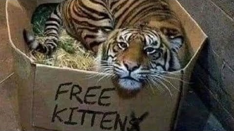 (Fnaf Animation) Tell Me Father Collab Part For Scraptrap