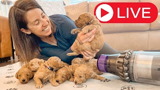 Join Us Live: Maya&#39;s Puppies Sound Stimulation &amp; Ruby&#39;s New Born Goldendoodles