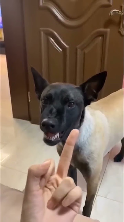 my gf did prank on pogo gugu 😂 #funny #viral #fyp #laugh #cat