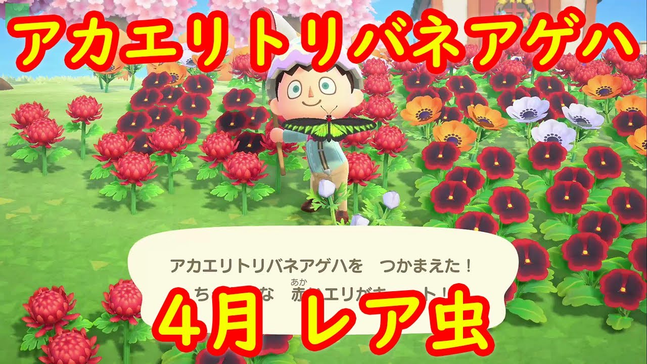 レア虫】アカエリトリバネアゲハ 出現入手場所 攻略【あつまれ