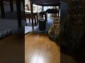 ネコご飯の順番待ちする3匹茶トラキジThree cats, a brown tabby, a pheasant and a Scottish, waiting in line for cat food