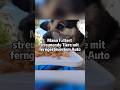 Mann füttert streunende Tiere mit ferngesteuertem Auto – berührende Hilfe 🚗🐱🐶#Tierschutz