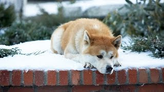 HACHI: A Dog's Tale (2009 true story) VERY EMOTIONAL