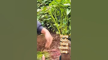 Cách trồng khoai lang của Trung Quốc