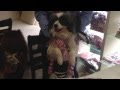 犬用 ケーキ わんちゃんの誕生日のお祝いパピヨン志音ちゃん8才ドッグカフェ 帝塚山WANBANA