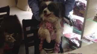 犬用 ケーキ わんちゃんの誕生日のお祝いパピヨン志音ちゃん8才ドッグカフェ 帝塚山WANBANA