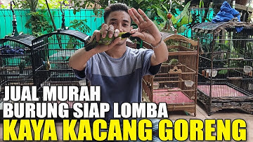 EDIE JOVANIS GA BENER ! CUCAK IJO GACOR SIAP LOMBA MALAH DIJUAL MURAH KAYA KACANG GORENG