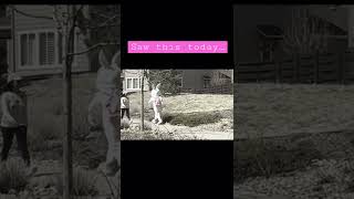 Easter Surprise! #easter #easterbunny #funny