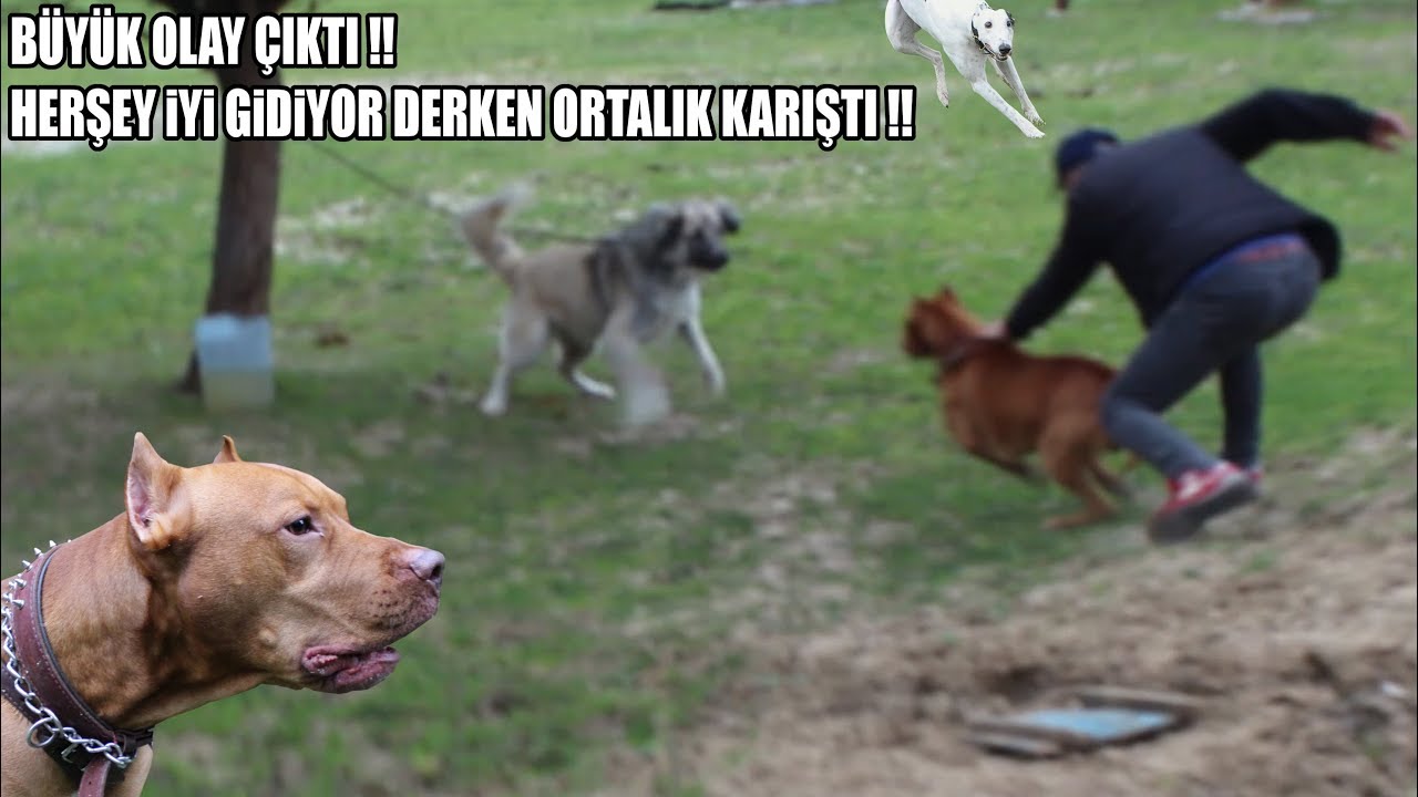 Buyuk Olay Cikti Pitbull Ile Birbirlerine Girdiler Bir Anda Mevzu Patladi Kavga Cikti Youtube