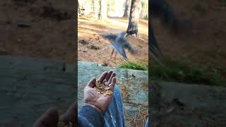 Hand feeding the Grey Jay&#39;s. #greyjay #birdwatching #birds