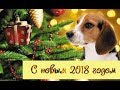 НА УДАЧУ В 2018 ГОДУ // Талисман собака