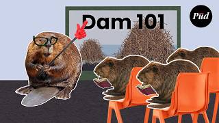 ใครสอนบเวอรสรางเขอน?