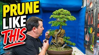 “How to Prune a Chinese Elm Bonsai for Perfect Foliage Pads 🌿 (Step-by-Step)” Details