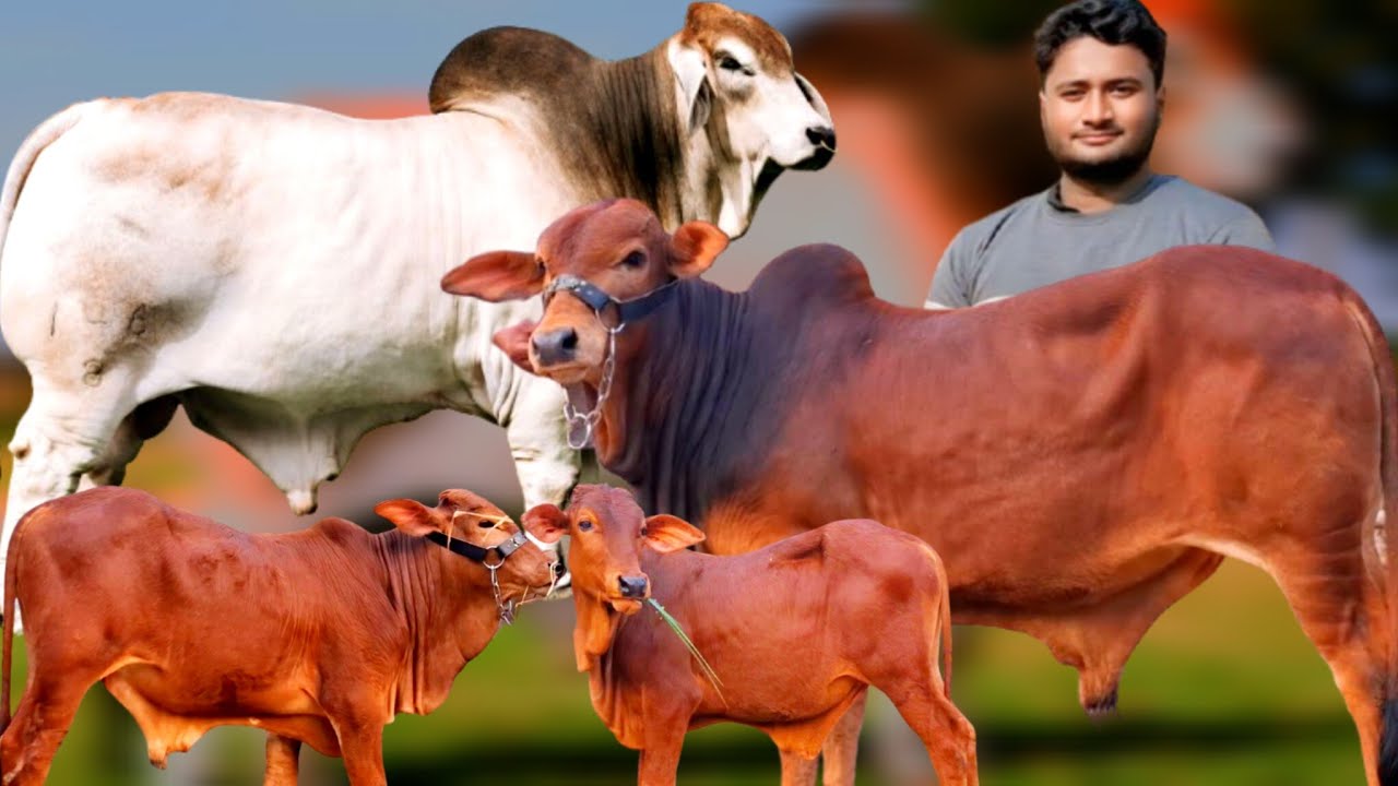 ২৬/২/২৬/ সস্তায় ক্রস ব্রাহমা ১০০% শাহীওয়াল সহ মোট ৪ পিচ ষাঁড় বাছুর গরুর প্যাকেজ রিয়াদ এগ্রো থেকে 