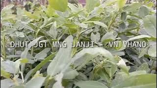 JGT MNG JANJI -VN VHANO amr 2022