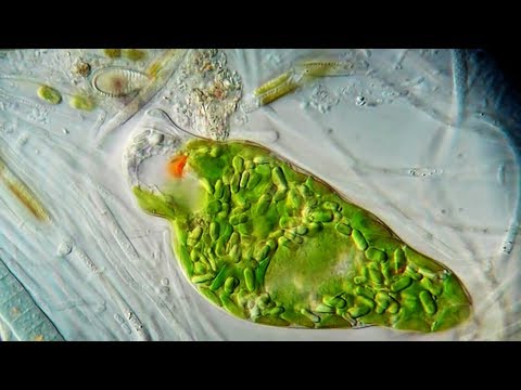 Video: Euglena anakulaje?