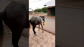 Horse Steals Package of Feed in Pet Shop and Owner Films and Laughs