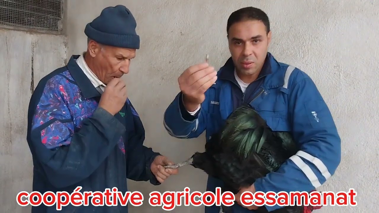 لكل مبتدأ في تربية الدجاج  رمضان كريم 