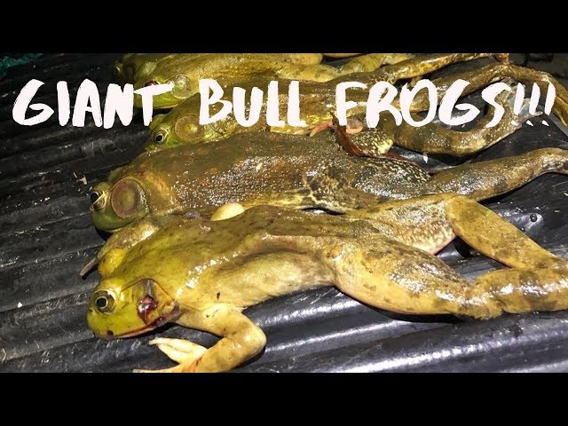 Gigging GIANT Bull Frogs!! (Catch Clean Cook) 