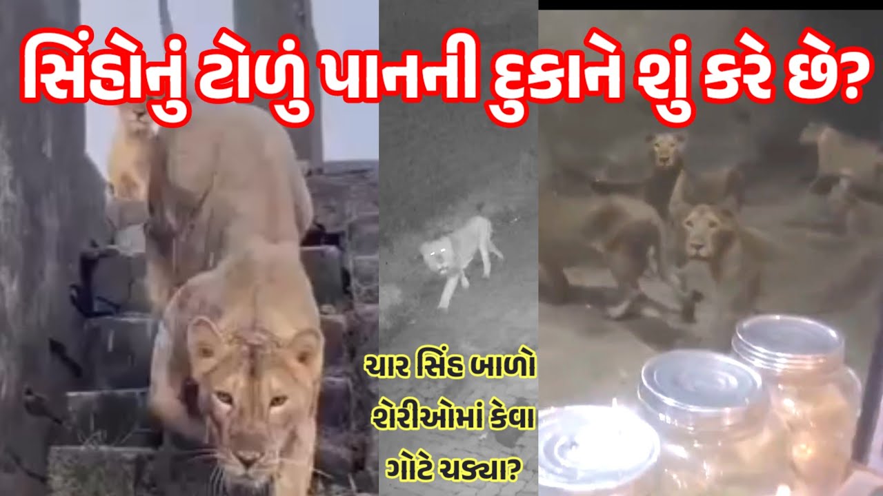 સિંહોનું ટોળું પાનની દુકાને શું કરે છે? ગિરના ગામડાની શેરીમાં સિંહબાળો ગોટે ચડ્યા? #gir #girlion