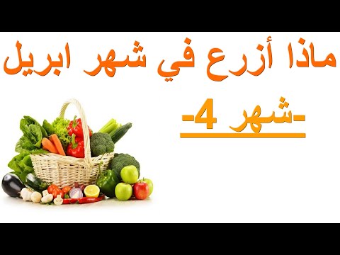 فيديو: ماذا نزرع في أبريل في أرض مفتوحة؟