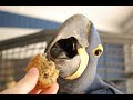 Healthy Birdie Bread Recipe | Suitable FOR ALL PARROT TYPES!