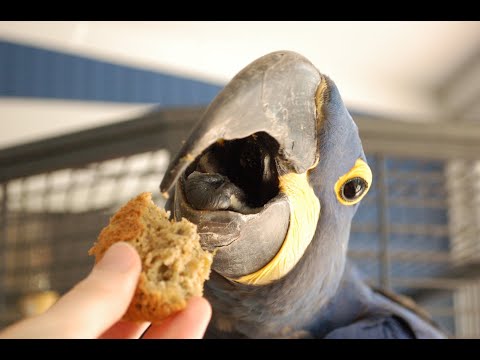 Video: Lafeber Parrot Food Recall- ը