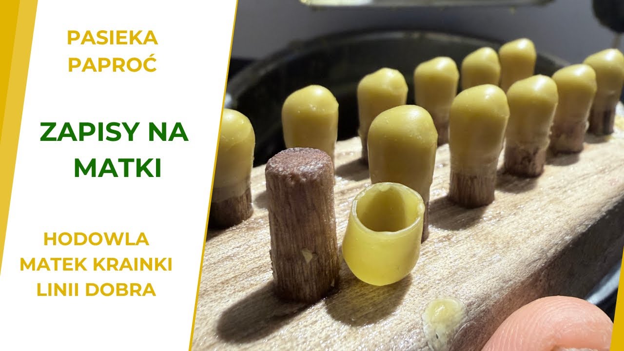 Пасека Папроч - Открыта регистрация маток породы Добра.