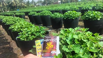 Xịt thuốc ngừa đen lá, thúi lá cho Cúc mâm xôi  (17/7al) #hoakiengbentre #garden #nhavuon