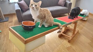 Cats Trying to Find Balance on a Seesaw !!