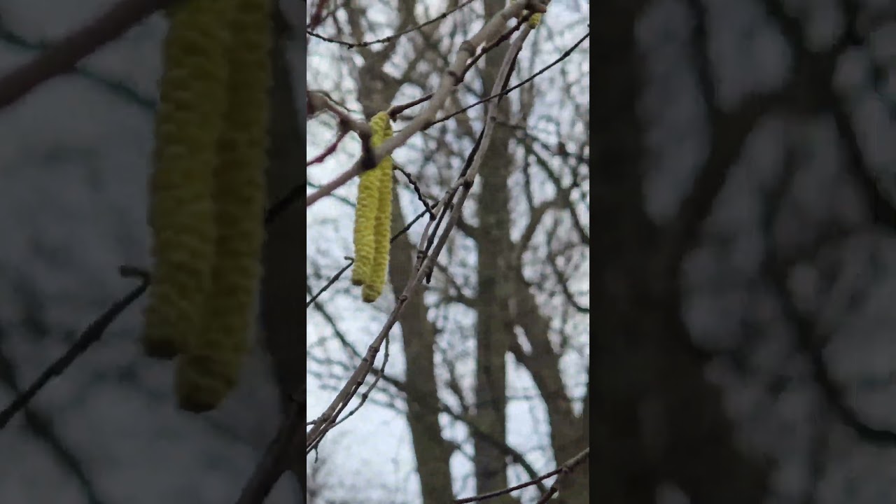 Even in winter, the trees are flowering, with new buds forming. Beautiful nature 😍 ❤️