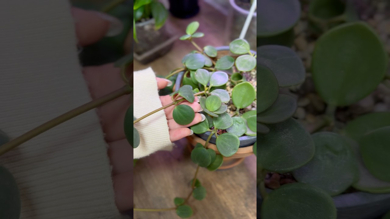 Пеперомия тетрафила хоуп. Пересадка