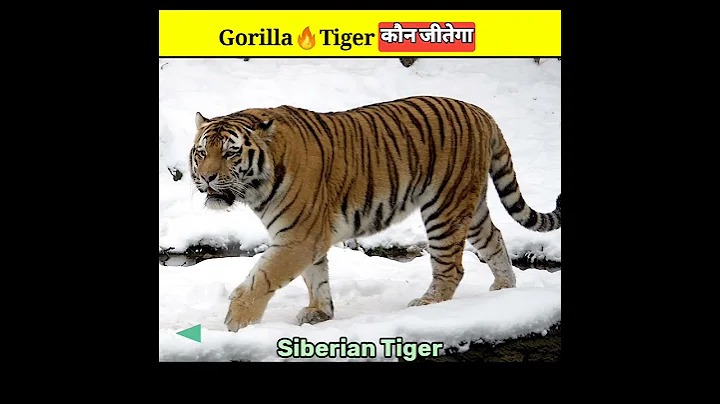 Tiger vs Gorilla 🤔🏆कौन - aviswasniya world #shorts