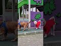 Kazım &amp; Lucky Oyuna Doydu mu? 🐾😂 #puppy #pets