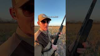 Wild Bobwhite Quail In Mexico