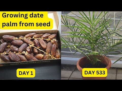 Vidéo : J'ai planté un palmier et filmé pendant deux ans.!