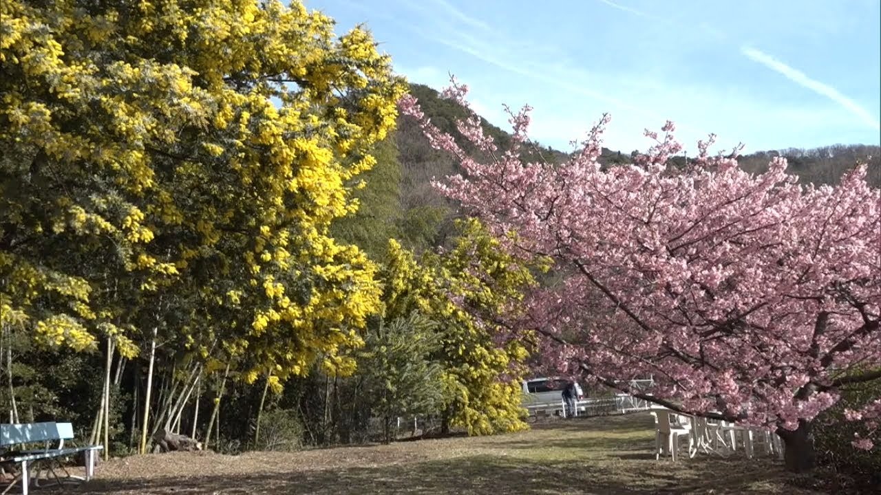 黄色と淡いピンクの花の競演 春の訪れ告げるミモザと河津桜が見頃 香川 小豆島 Youtube