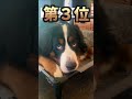 ネッコとイッヌの動画見てニヤけたら負けｗｗｗ　#2ch #2ch動物スレ #動物 #犬 #猫 #shorts