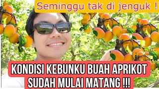 KONDISI KEBUNKU PENUH DENGAN BUAH APRIKOT DAN SUDAH MULAI MATANG!! APEL DAN BUAH LAINYA!!