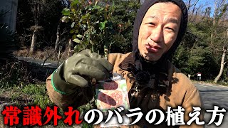 普通にバラを植えるだけじゃ面白くないじゃん【カーメン君】【園芸】【ガーデニング】