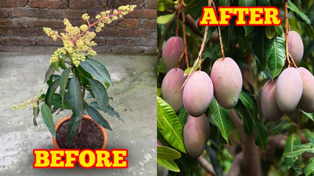How To Grow Mango Tree In A Pot (IN HINDI) Mango Plant Care Tips YouTube