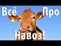 Навоз: коровий, конский, свиной, птичий, кроличий, овечий. Полезные свойства, степень разложения.