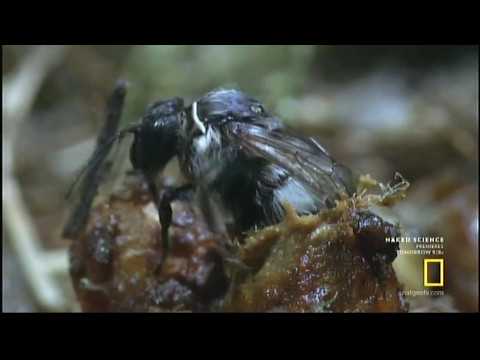 Video: Bumblebees Necə Və Harada Yuva Qurur Və Yaşayır
