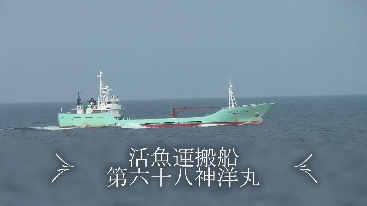 活魚運搬船『第六十八神洋丸』 - YouTube