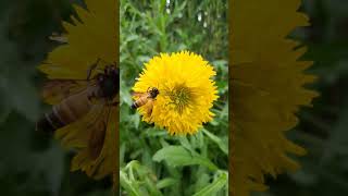 Honey Bee ( मधुमक्खी ) | Natural beauty #shorts