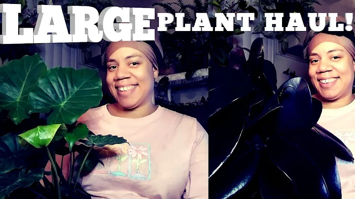 LARGE PLANT HAUL! MENARDS HOME DEPOT BACHMAN'S AND...