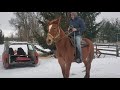 "Earl" Draft cross Mule gelding