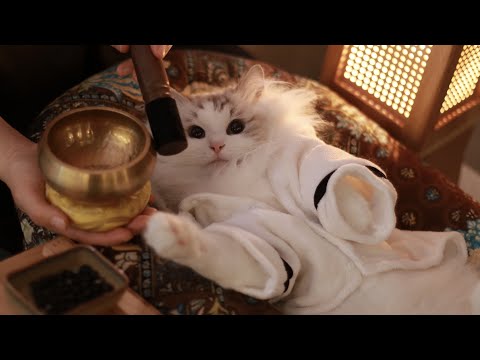 Cat Finding Past Life with Hypnosis - Shocking Twists | Cat Spa ASMR (눈물과 반전의 전생체험 | 고양이 전용 에스테틱)