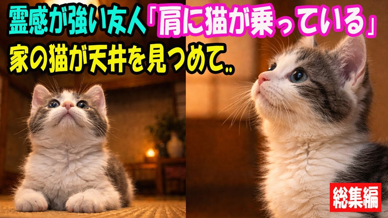 霊感が強い友人に、「肩に猫が乗っている」と言われた。家の子猫がじっと天井を見つめ始めて..【猫の不思議な話】【総集編】