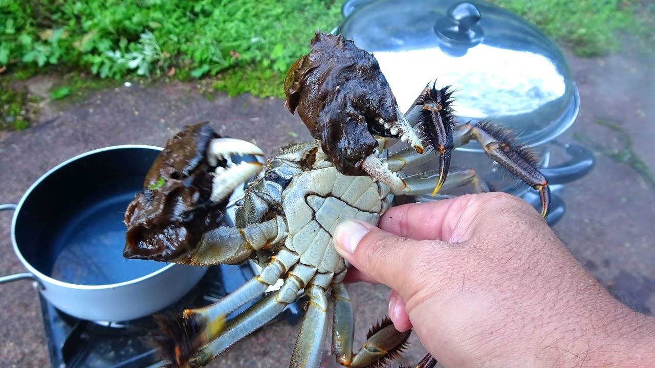 かに籠を沈めるだけで、大量のどでかいモクズガニが．．